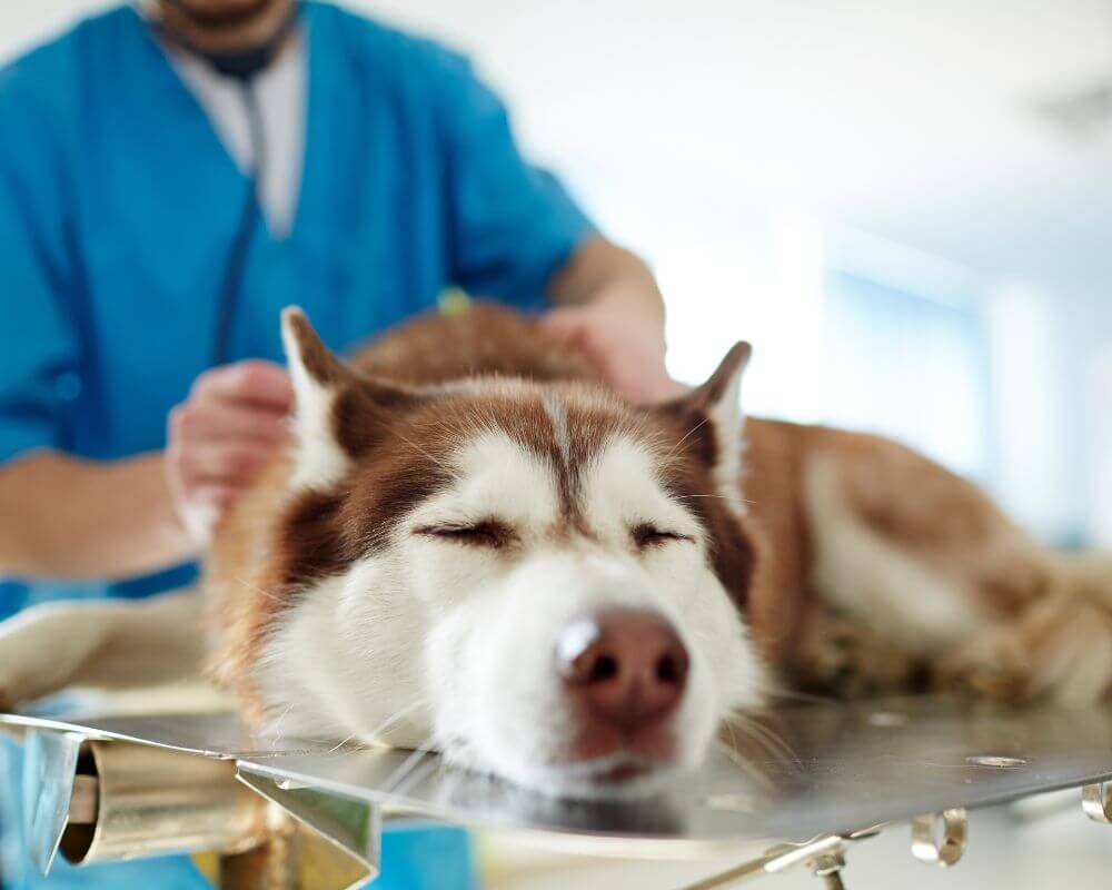 Veterinário examinando um cachorro deitado na mesa, representando diagnóstico e tratamento de gastrite em cães e gatos.