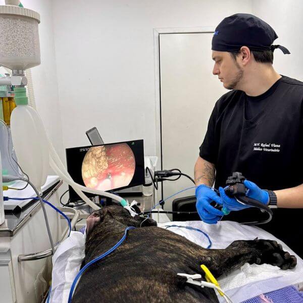 Dr. Rafael Viana, veterinário especializado em endoscopia para cães e gatos em Belo Horizonte