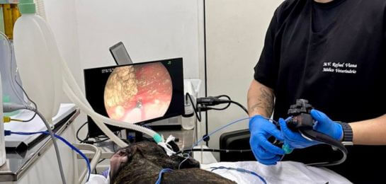 Endoscopia veterinária sendo realizada em um cão para diagnosticar problemas digestivos.