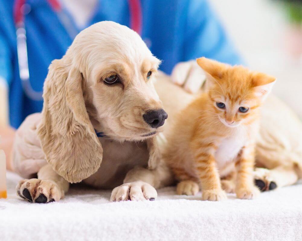 Veterinário especializado realizando endoscopia veterinária em um cão ou gato, com foco no cuidado e uso de equipamentos modernos.