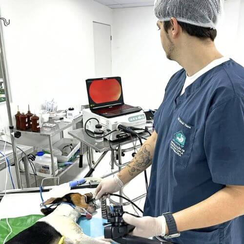 Veterinário examinando um cachorro com equipamentos especializados para saúde digestiva.