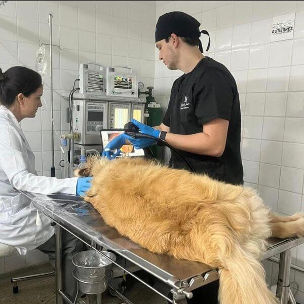 Dr. Rafael Viana realizando um procedimento veterinário especializado