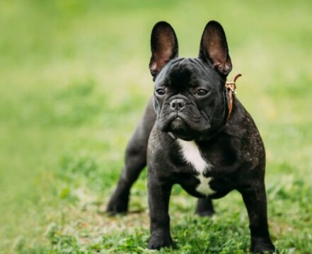 endoscopia veterinaria belohorizonte