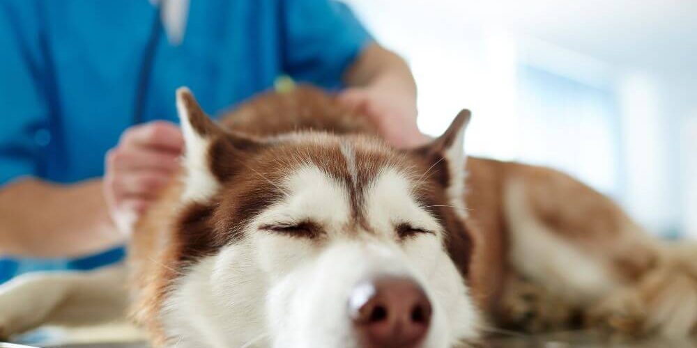 Veterinário examinando um cachorro deitado na mesa, representando diagnóstico e tratamento de gastrite em cães e gatos.