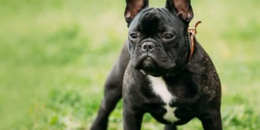 endoscopia-veterinaria-belohorizonte